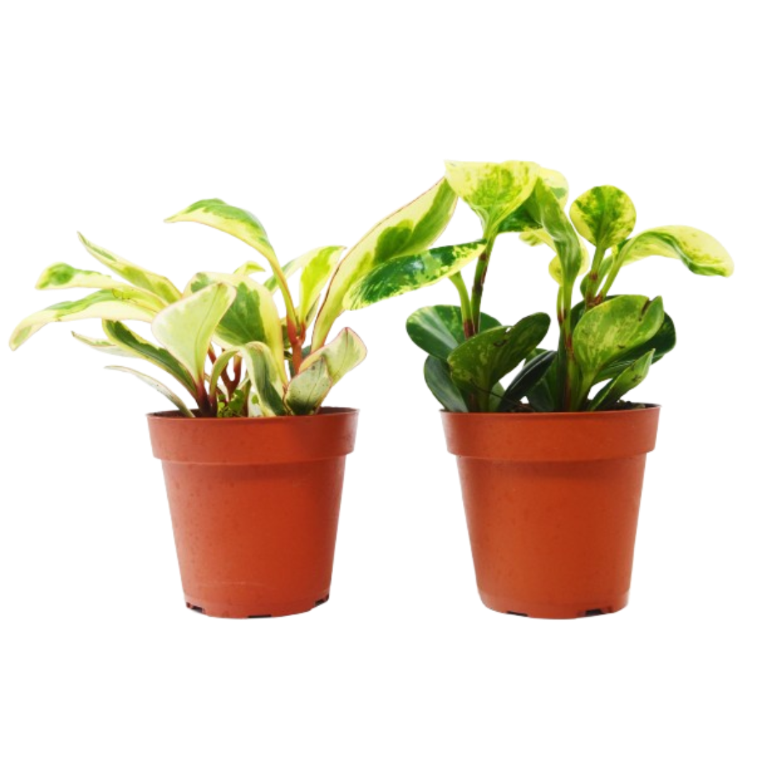 2 Peperomia Plants Variety Pack in 4" Pots - Baby Rubber Plants