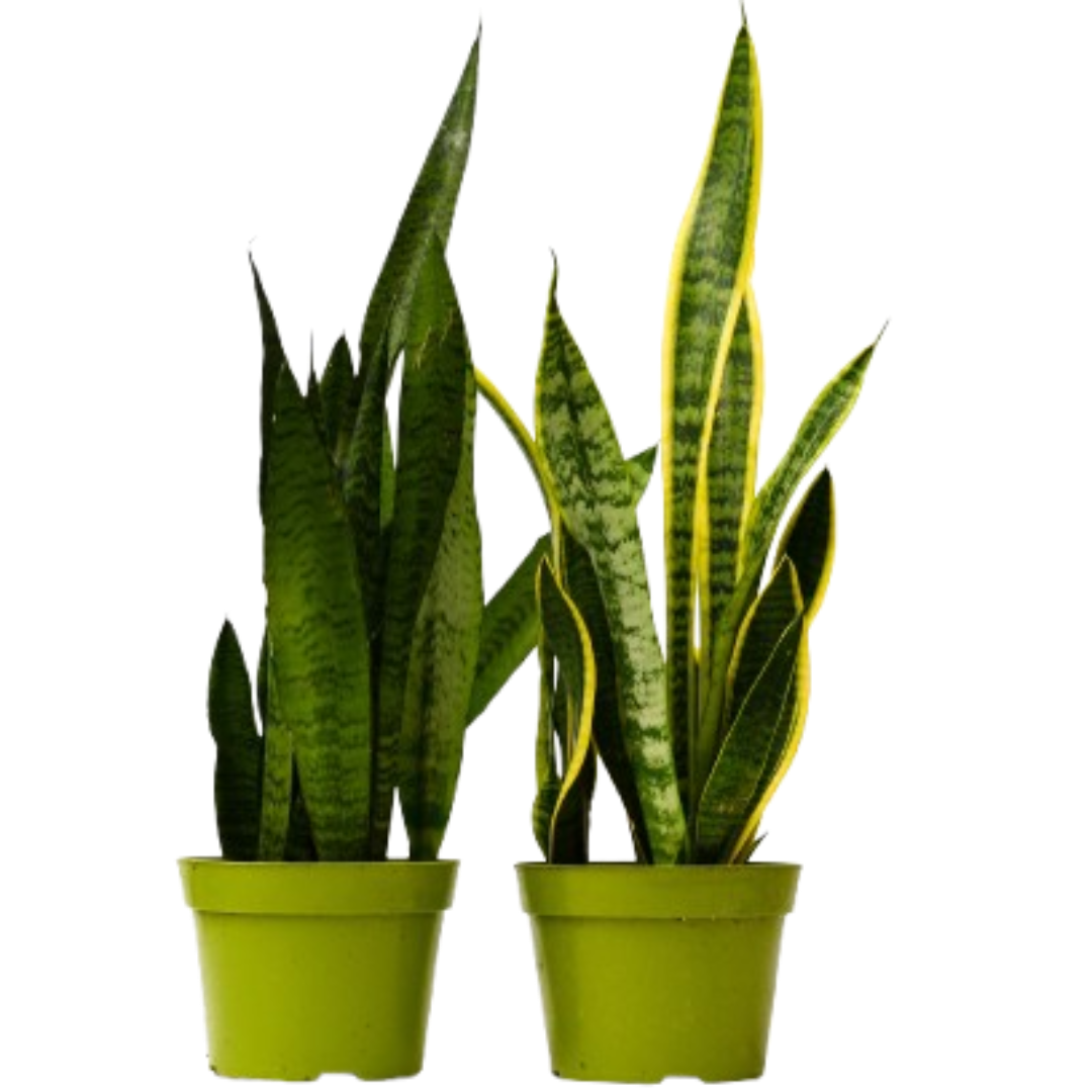 2 Snake (Sansevieria) Plant Variety Pack - 6" Pot