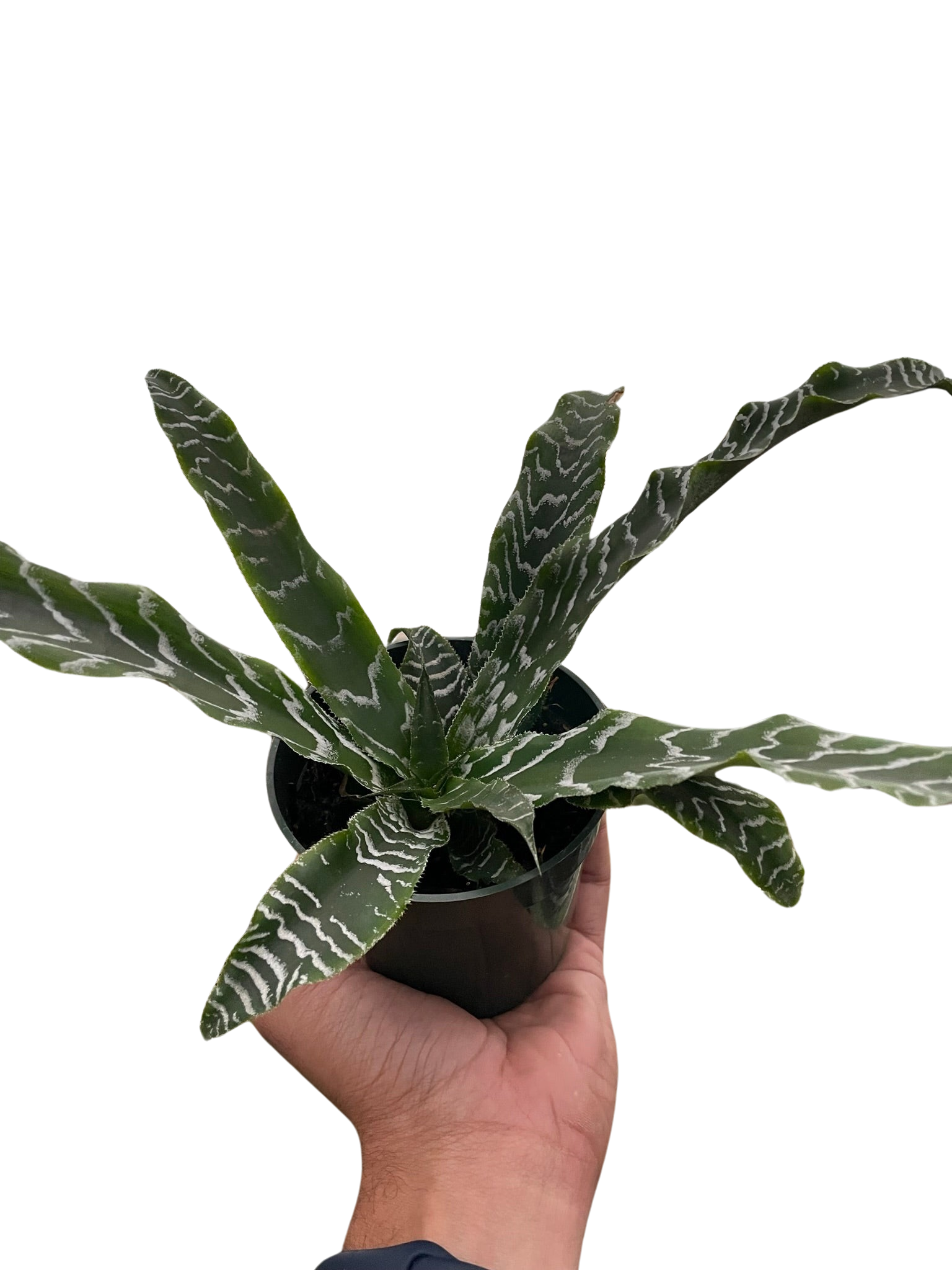 Cryptanthus 'Betty'