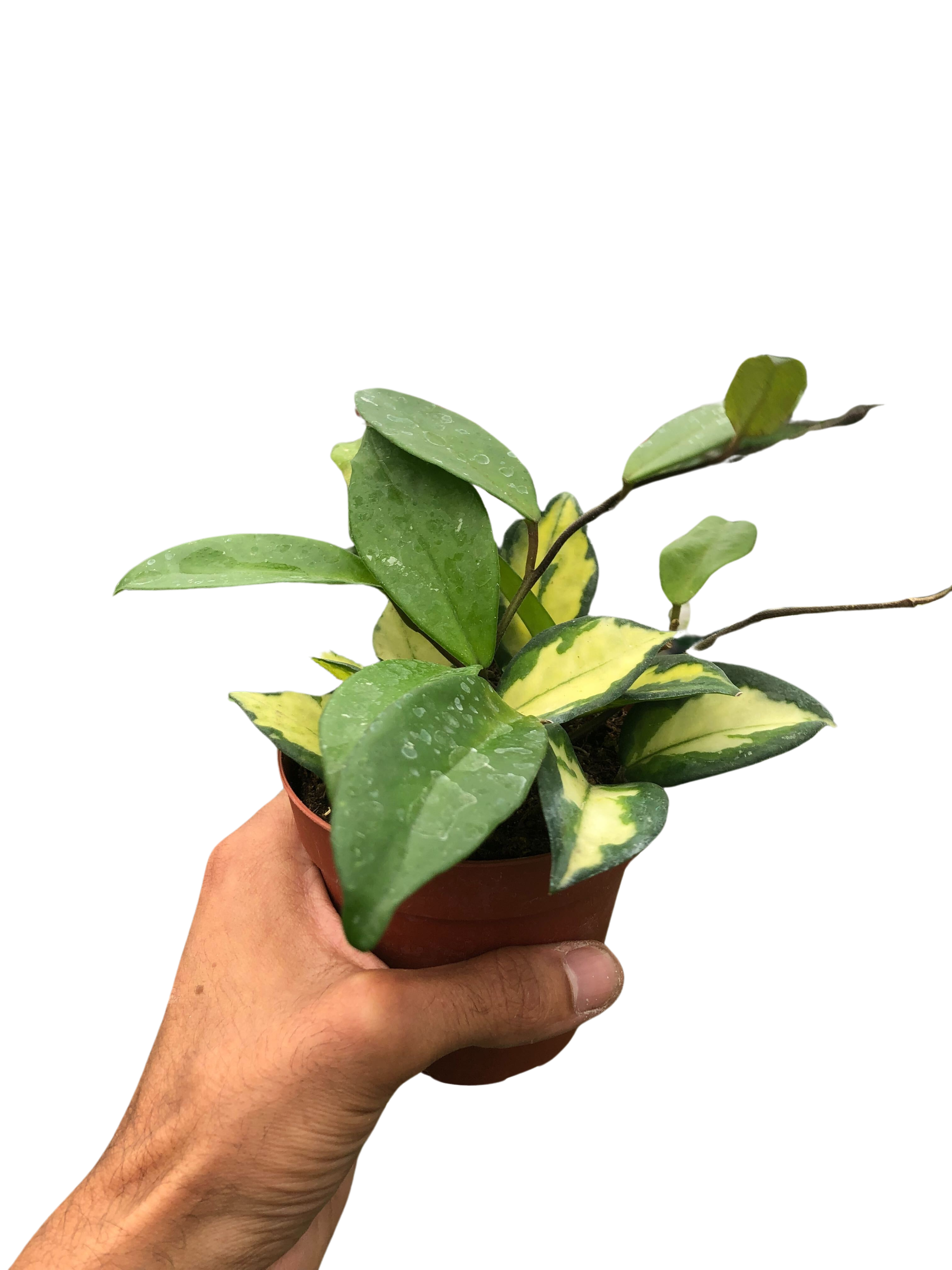 Hoya Carnosa 'Krimson Princess'