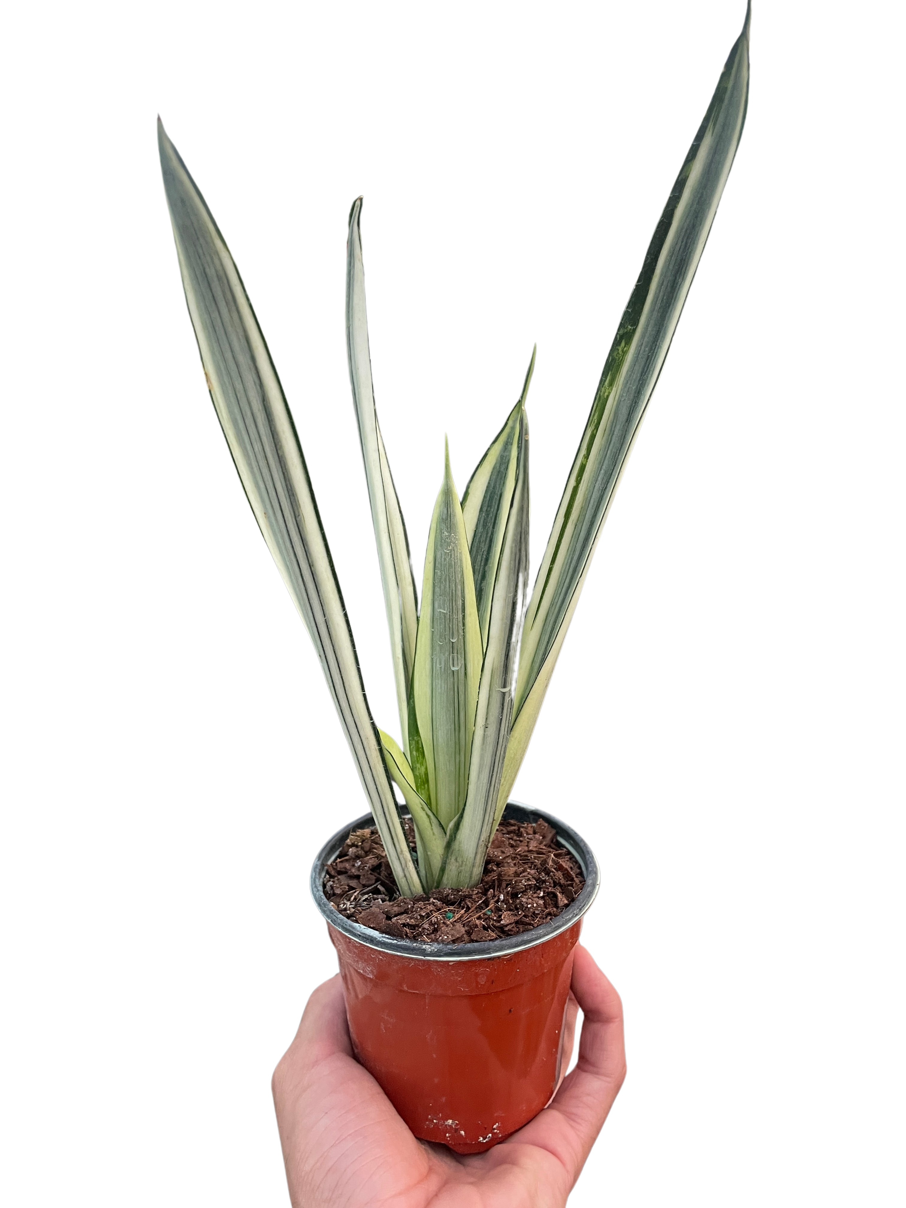 Snake 'Bantel's Sensation'