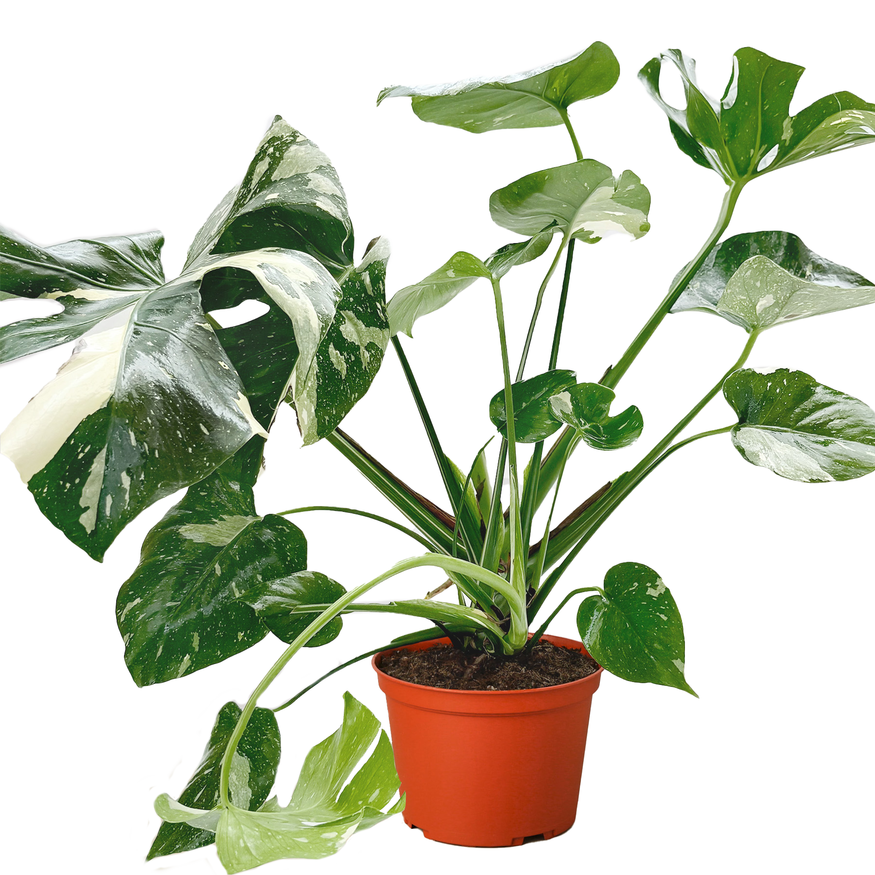 Monstera 'Thai Constellation'