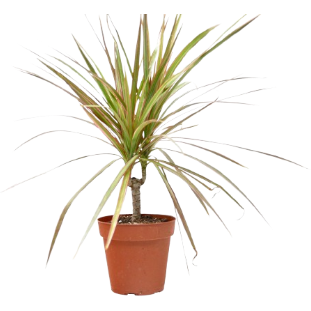 Dracaena 'Red Margined' - 4" Pot