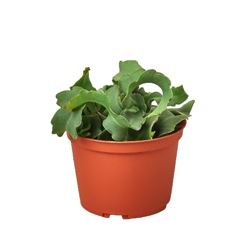 Orchid Cactus 'Curly Sue' - 6