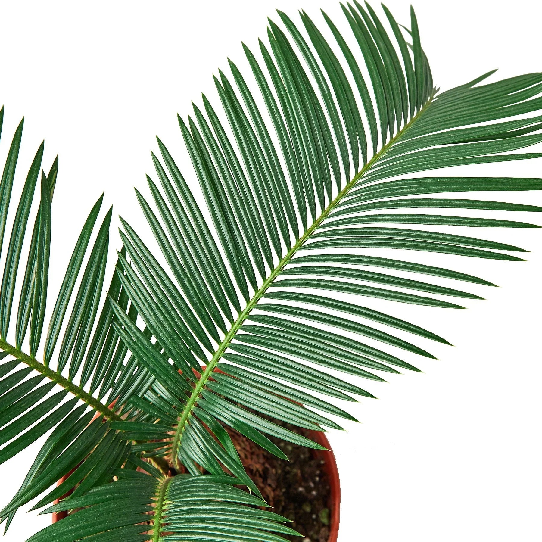 Sago Palm - In 6
