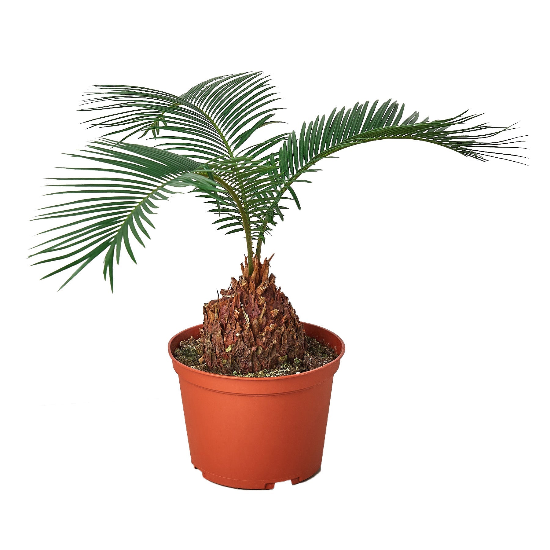 Sago Palm - In 6