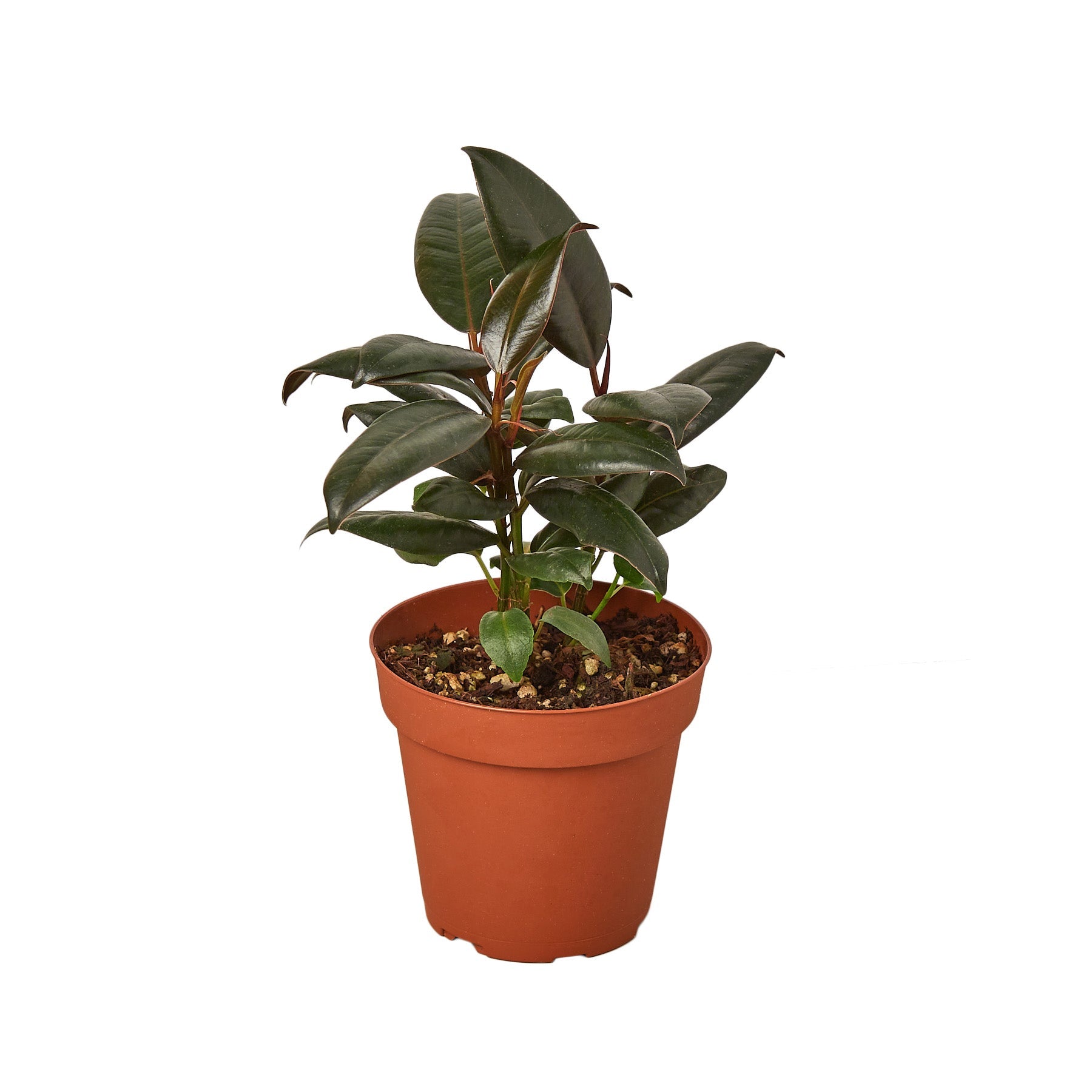 Easy Care Plants 🌿