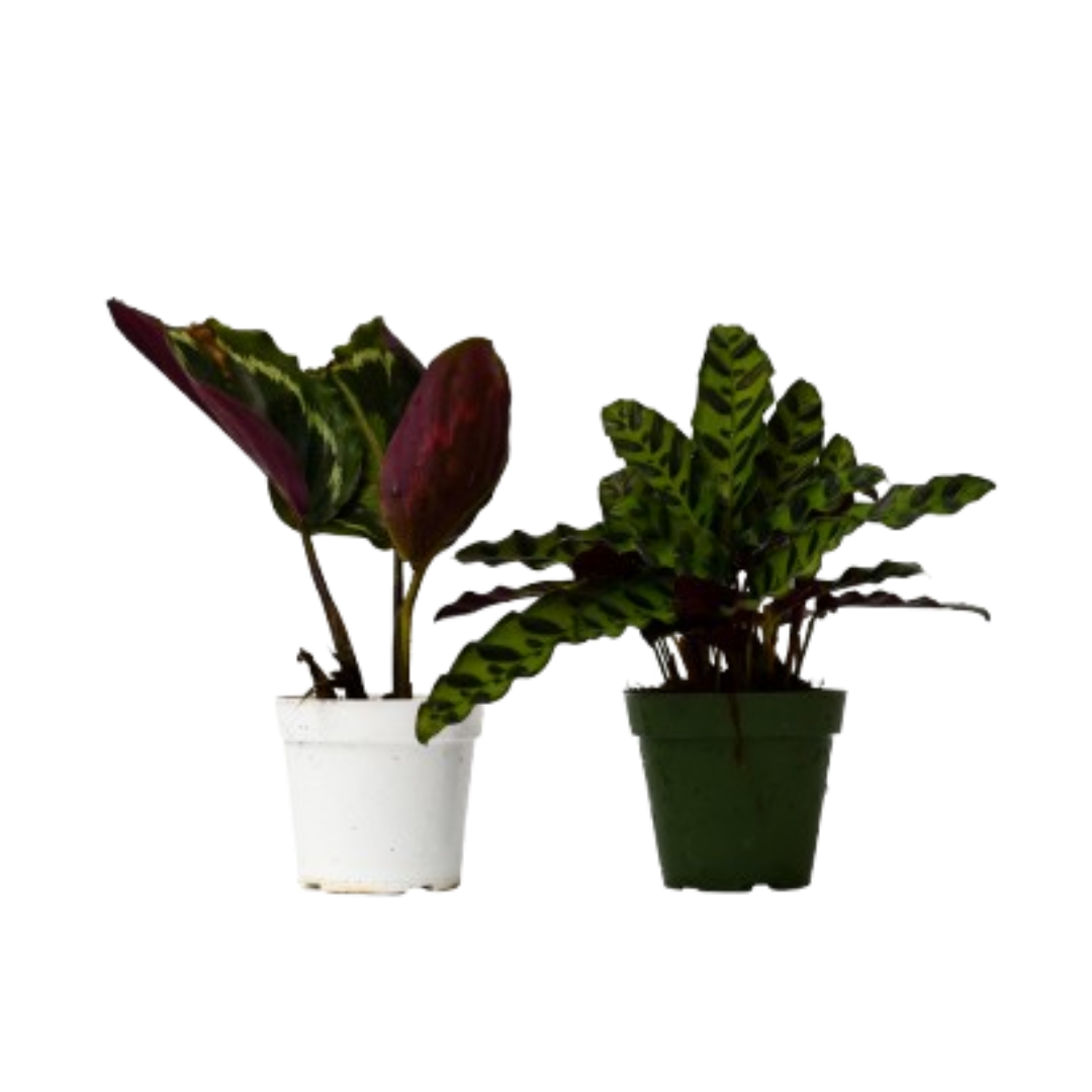 2 Calathea Plants Variety Pack in 4