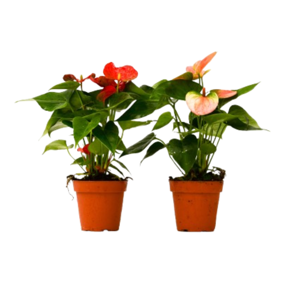 2 Anthurium Variety Pack - 4