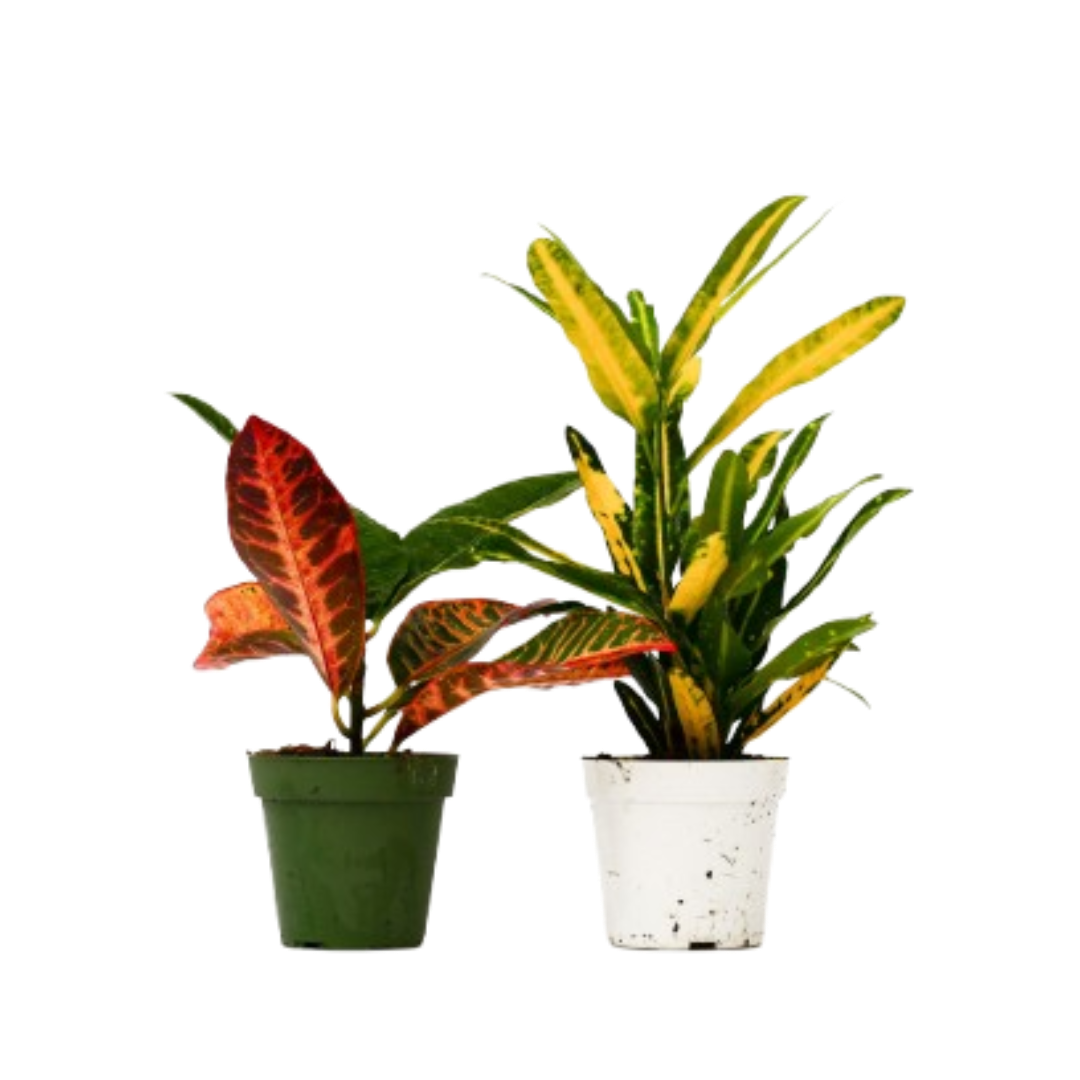 2 Croton Variety Pack - 4