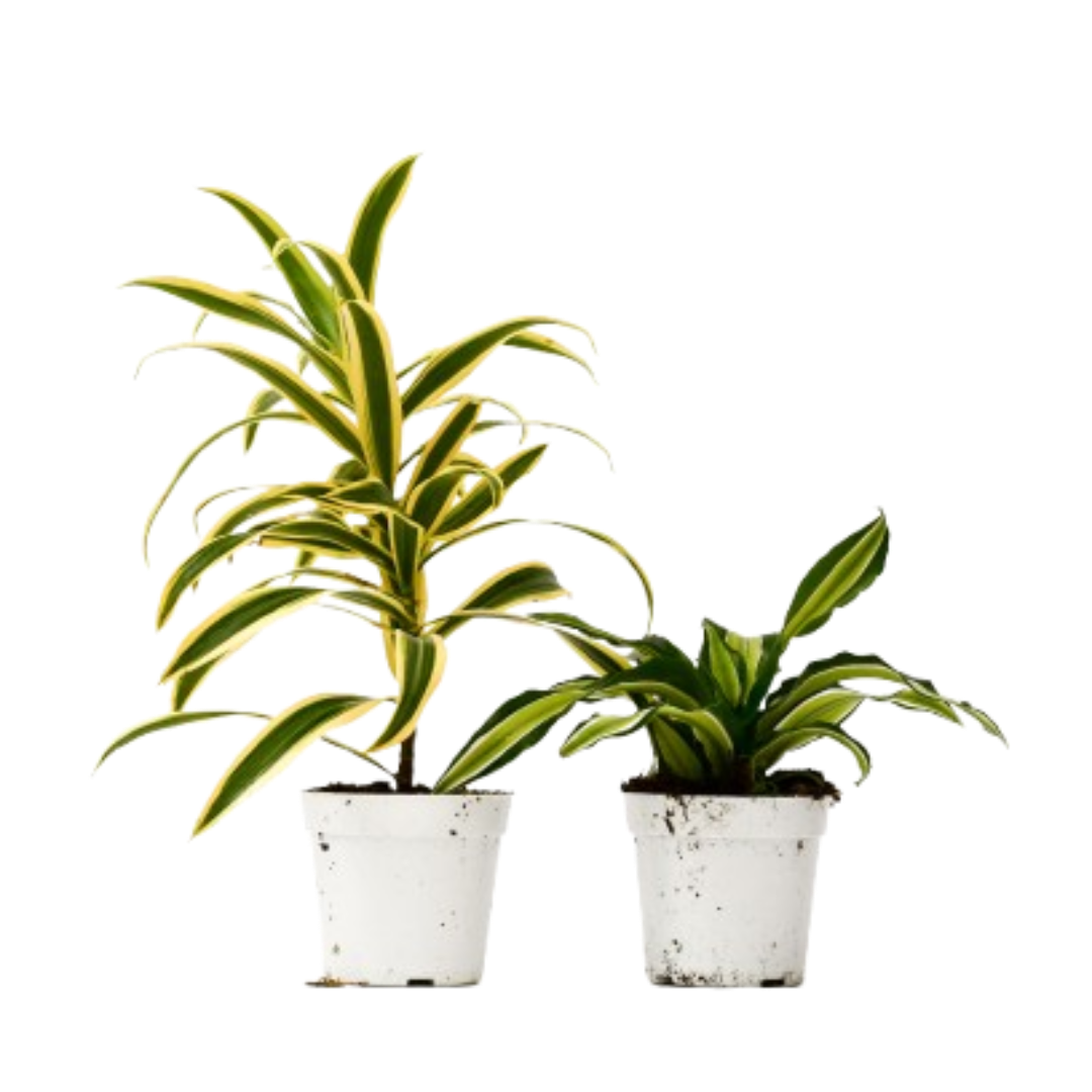 2 Dracaena Variety Pack - 4