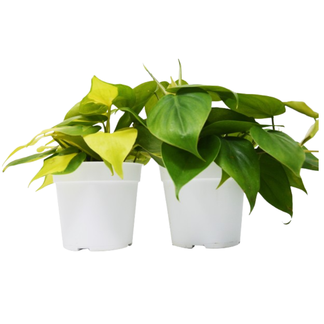 2 Philodendron Variety Pack - 4