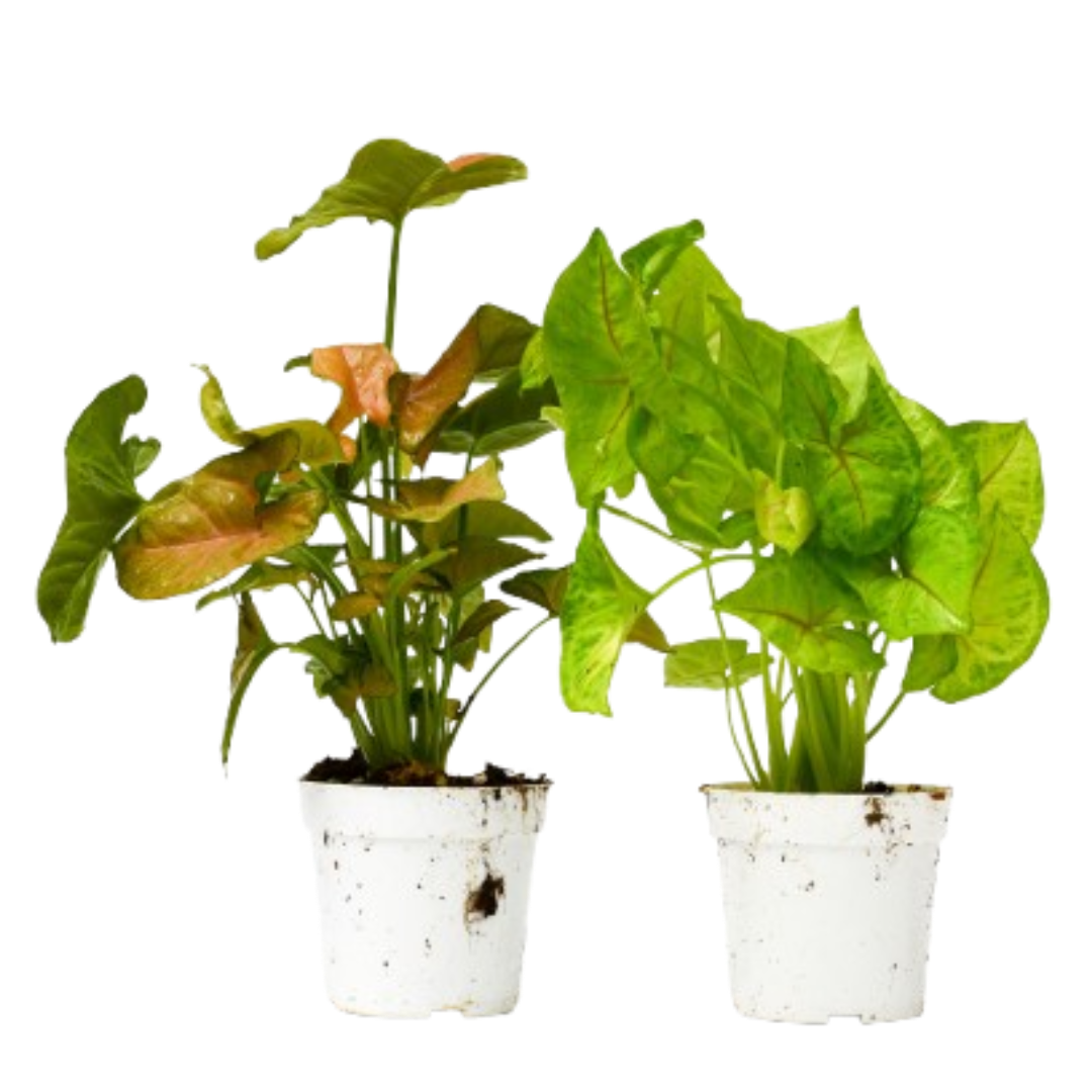 2 Syngonium Variety (Arrowhead Plant) / 4