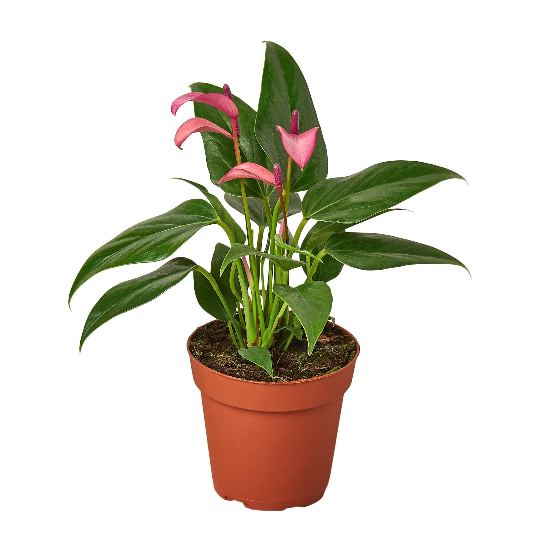 All Plants