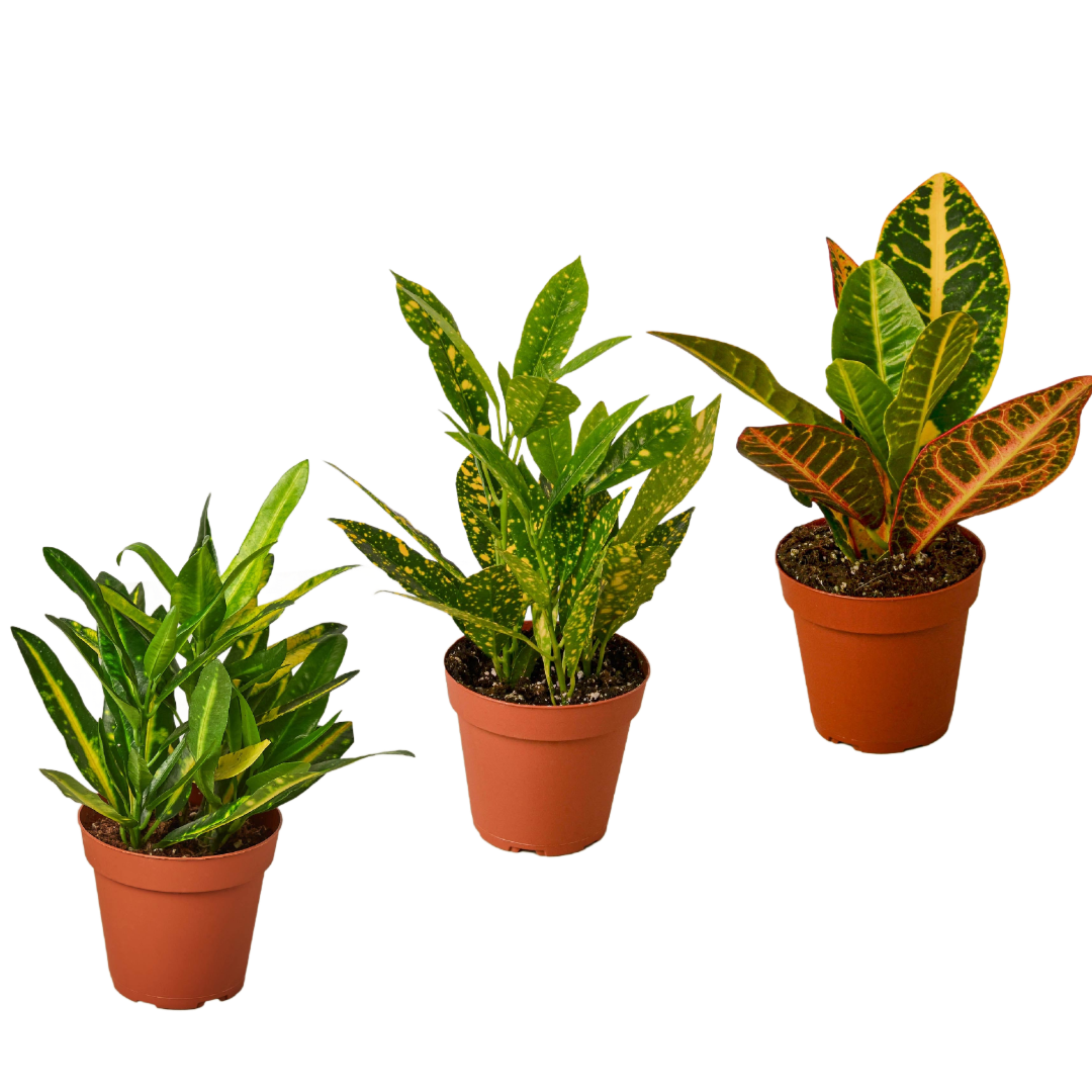 3 Croton Variety Pack / 4
