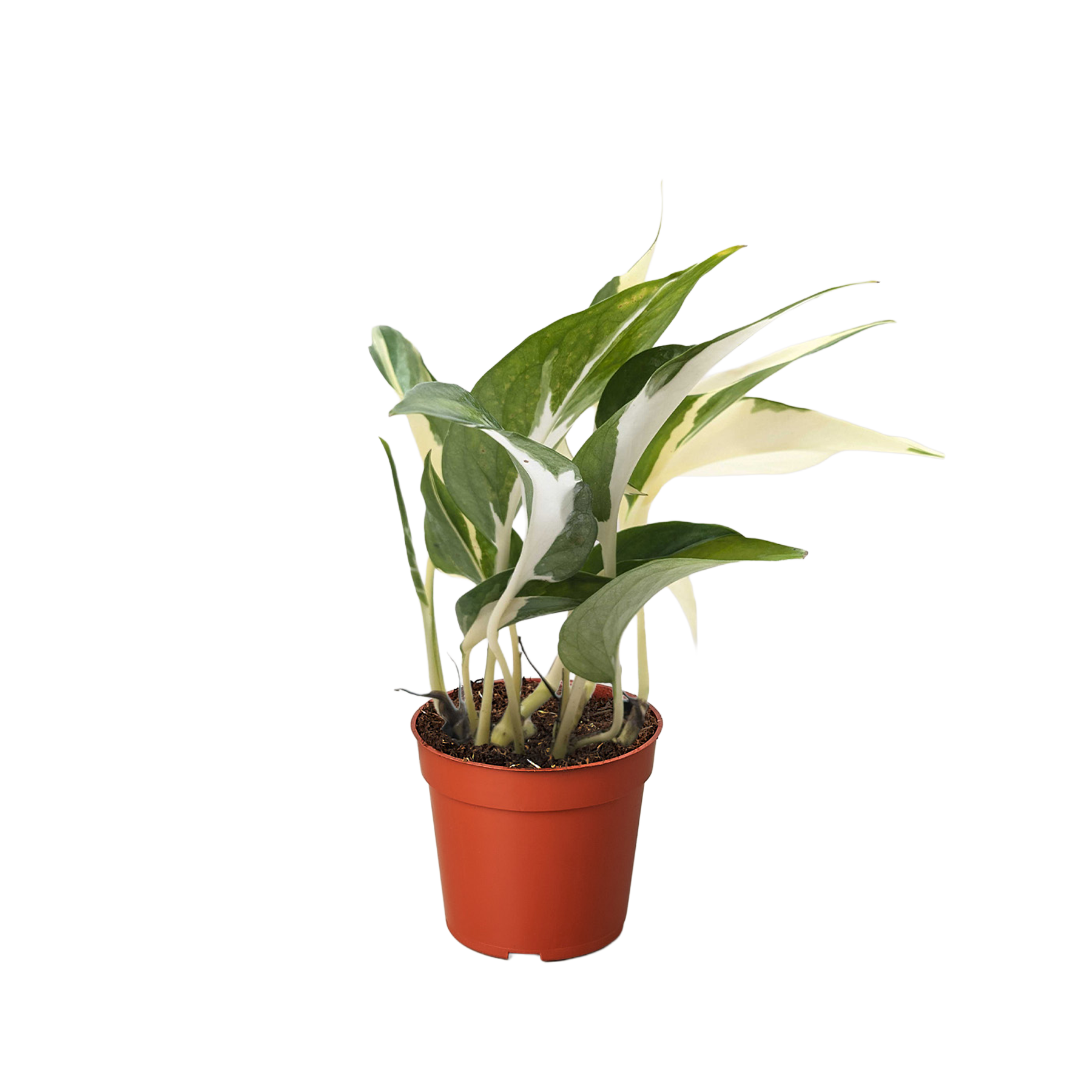 Pothos 'Mutant Manjula'
