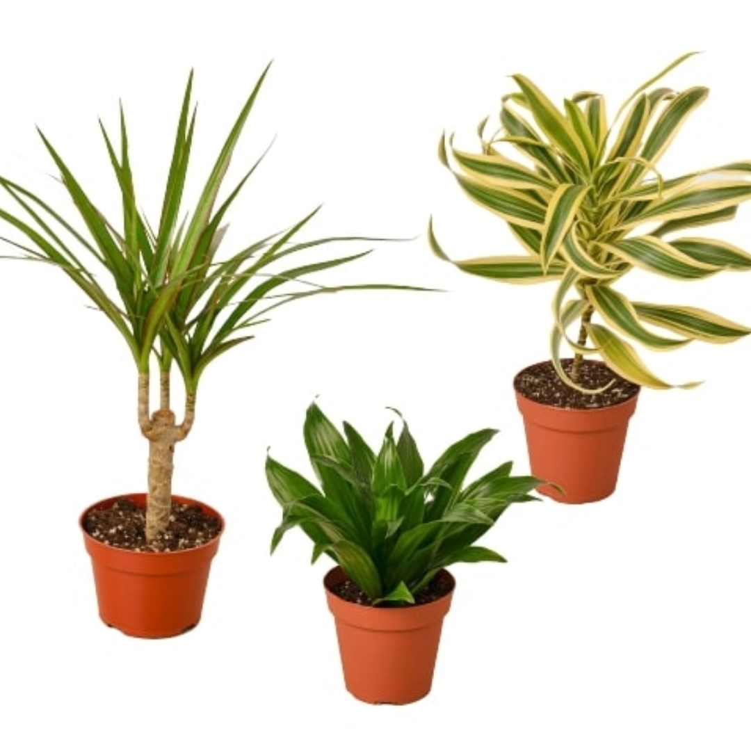3 Different Dracaenas Variety Pack - 4