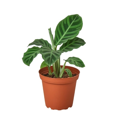 Calathea 'Zebrina' - 4