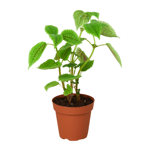 Pilea 'Moon Valley' - 4