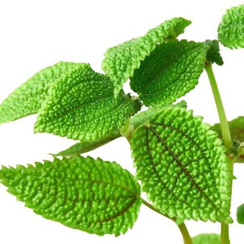 Pilea 'Moon Valley' - 4