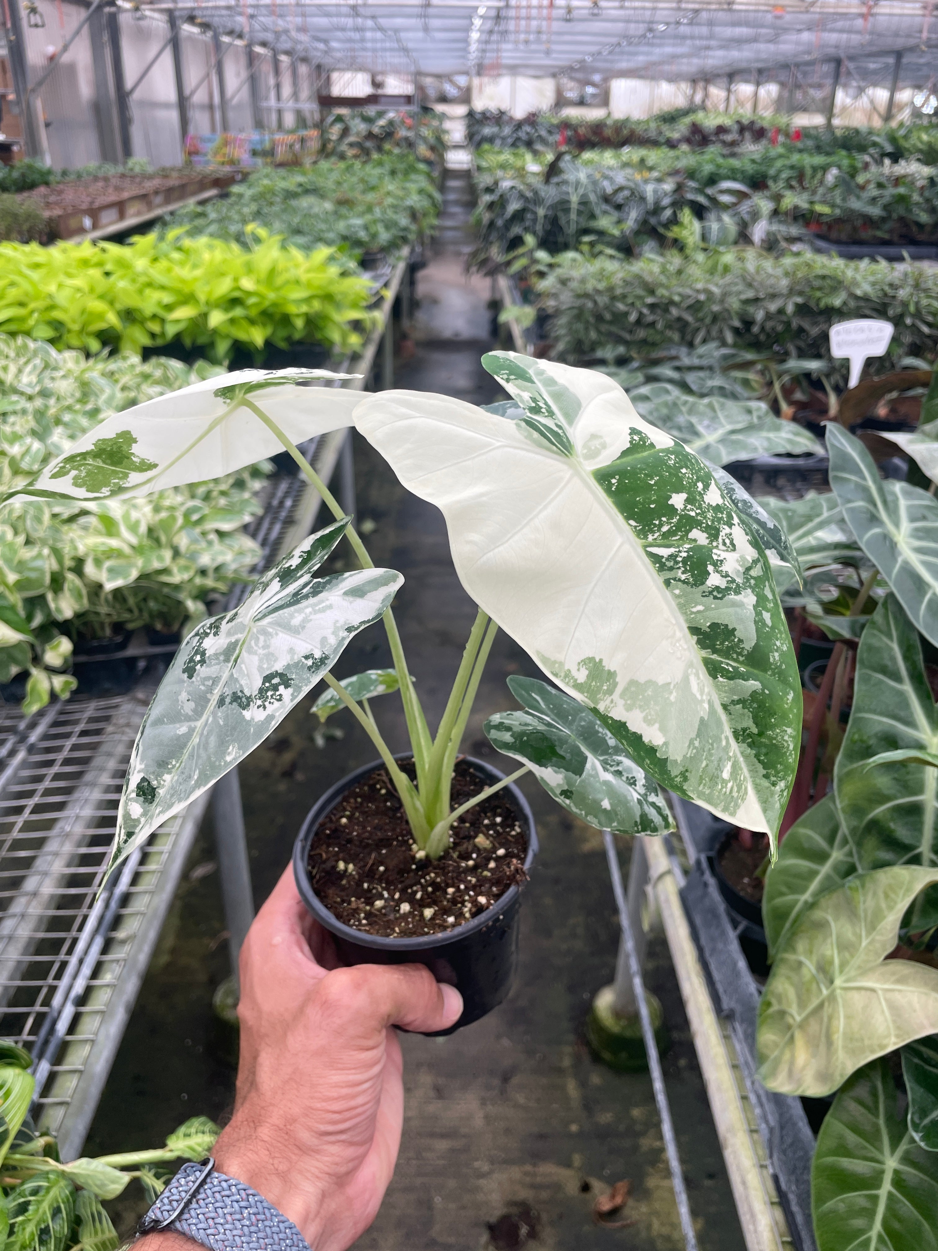 Alocasia Micholitziana 'Frydek' Variegated - 4