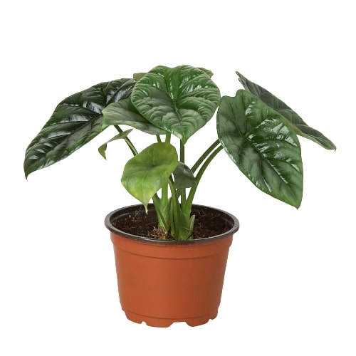 Alocasia 'Mirror Face' - 4
