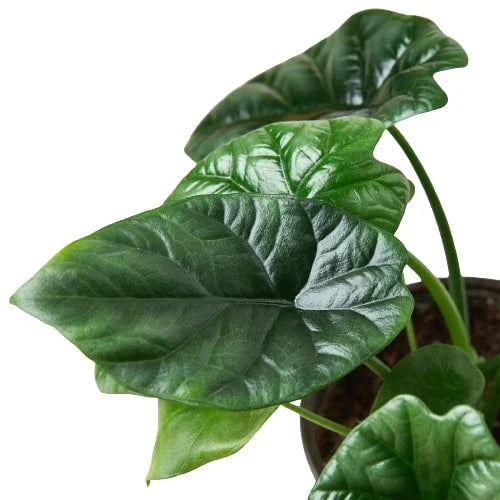 Alocasia 'Mirror Face' - 4