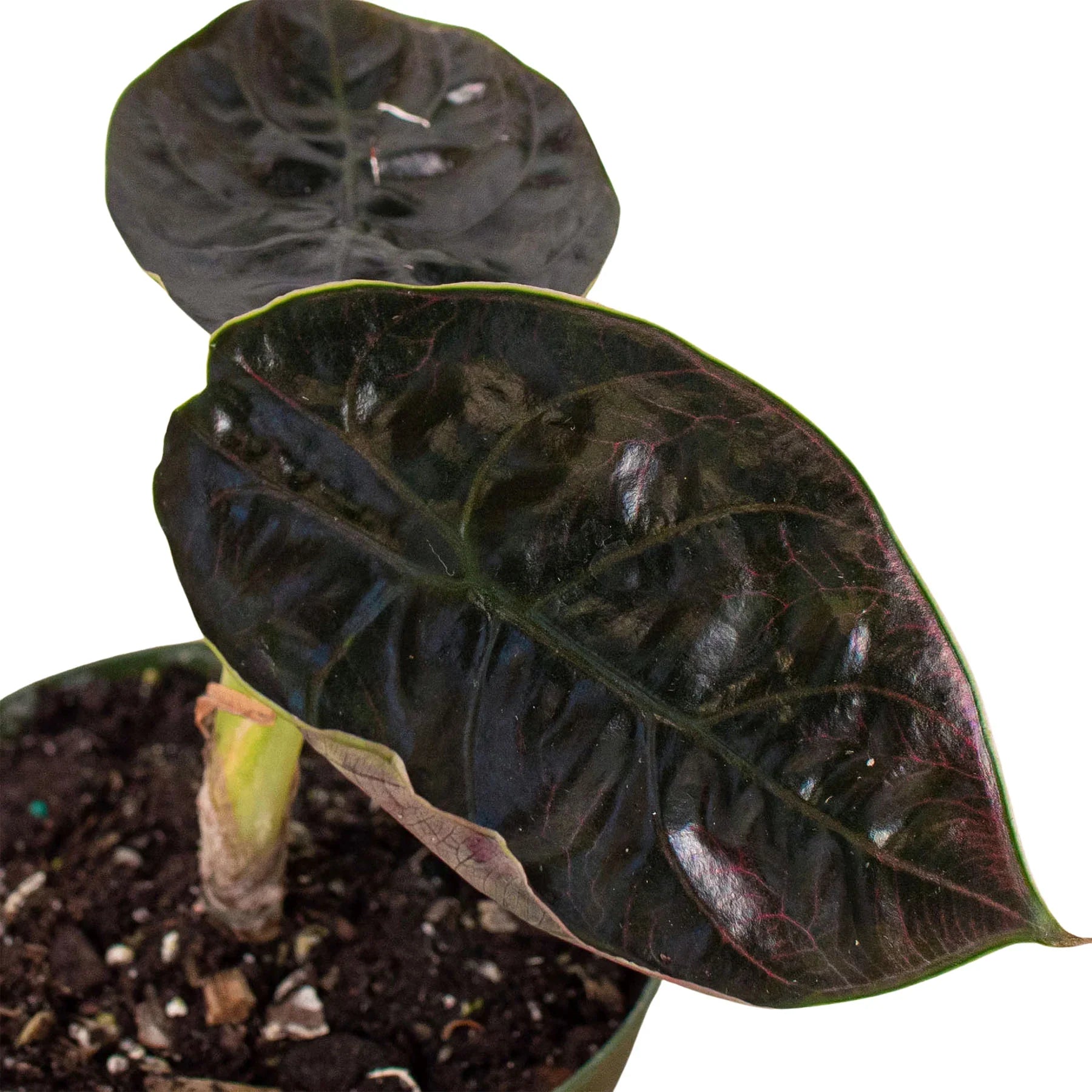 Alocasia 'Red Mambo' - 4