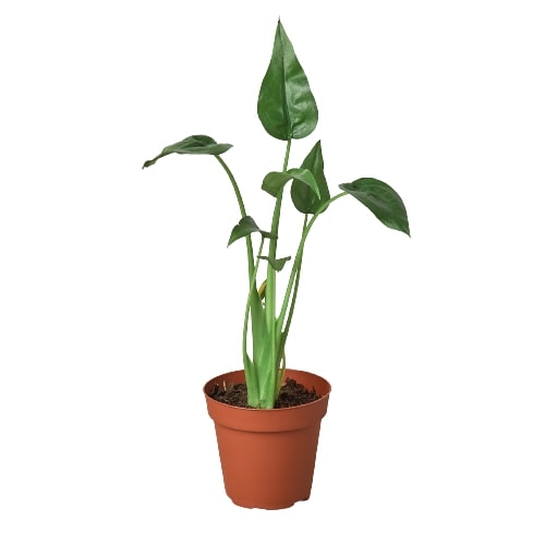 Alocasia 'Tiny Dancer' - 4