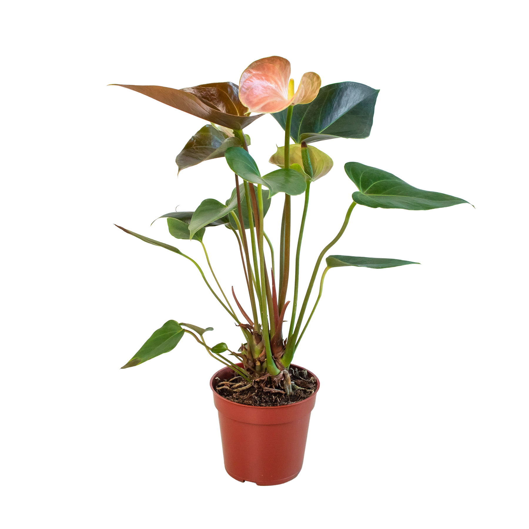 Anthurium Rainbow Champion - 4