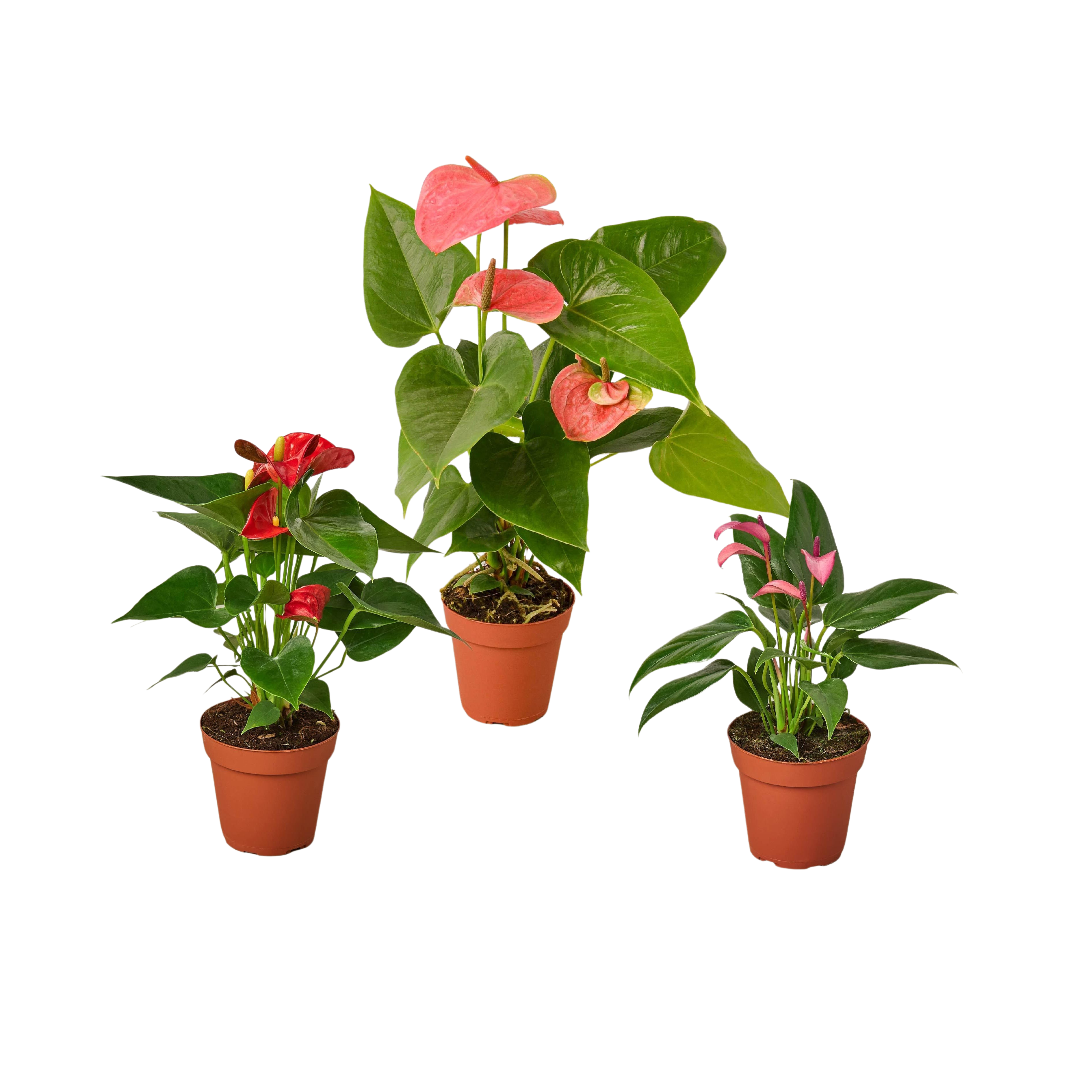 3 Anthurium Variety Pack- All Different Colors - 4