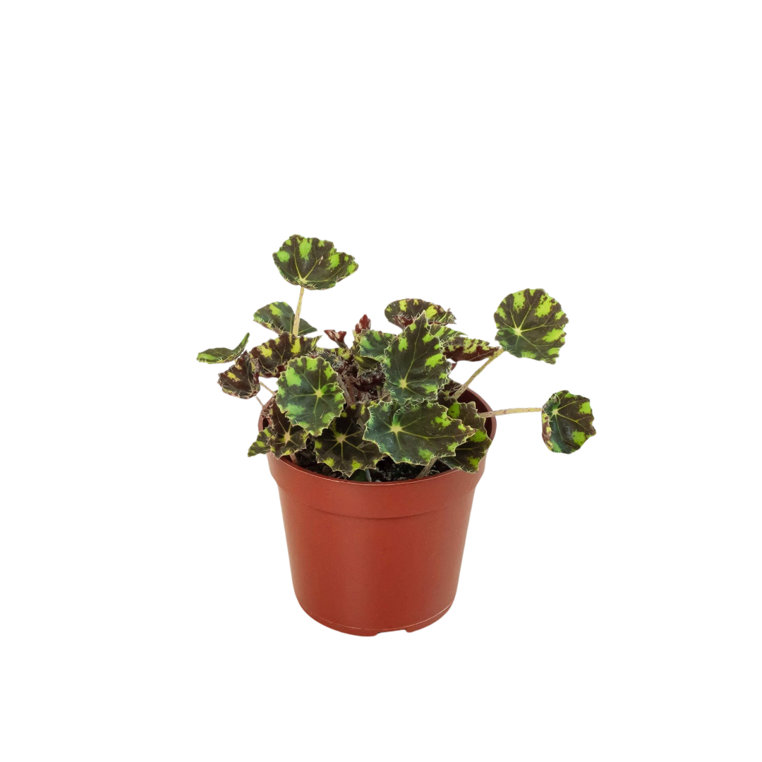 Begonia Tiger Paws - 4
