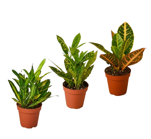 3 Croton Variety Pack / 4