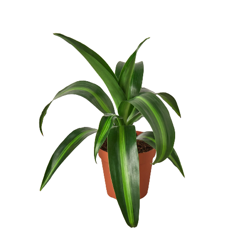 Dracaena 'Massangeana' - 4