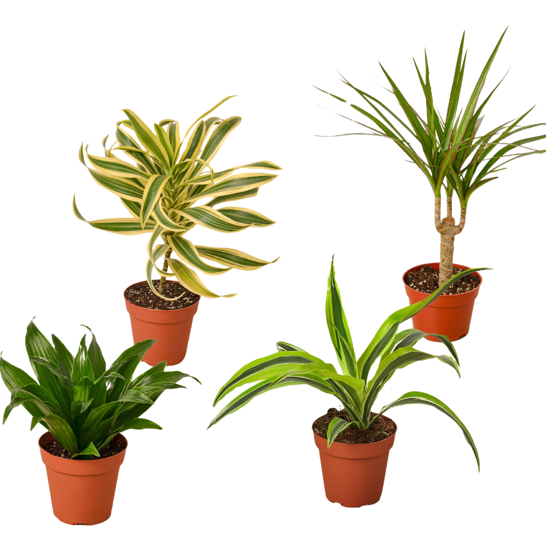 4 Different Dracaenas Variety Pack - Live House Plant - 4