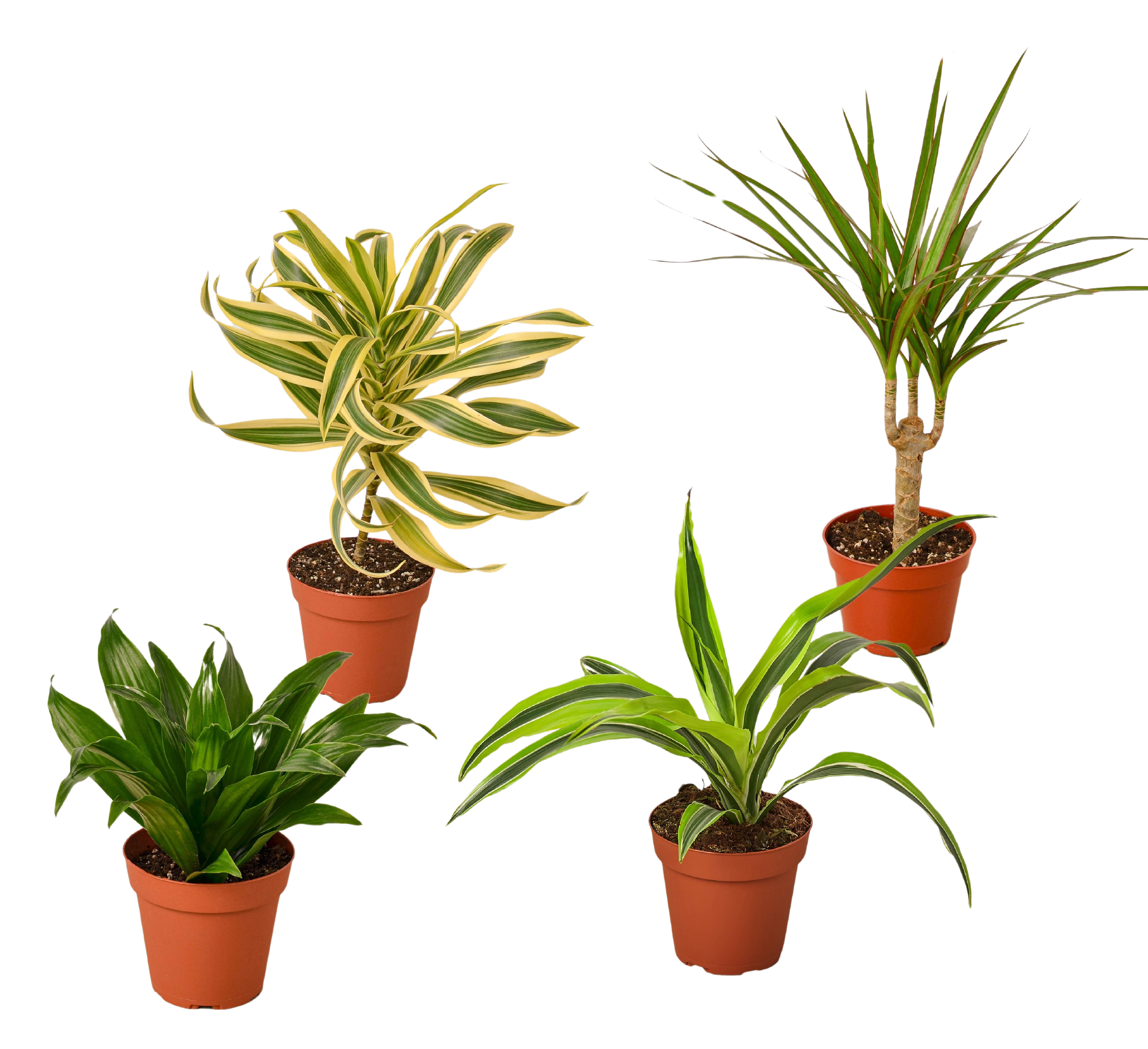 4 Different Dracaenas Variety Pack - Live House Plant - 4