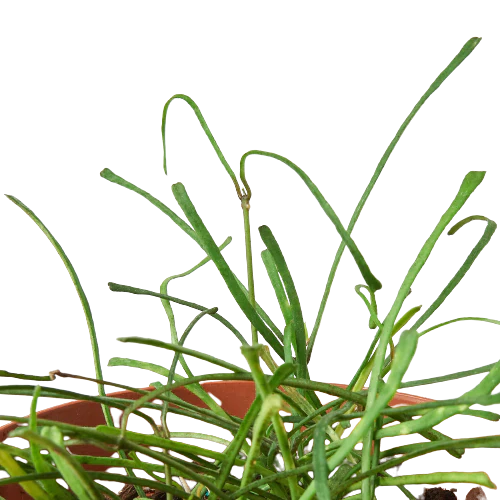 Hoya 'Grass Leafed' - 4