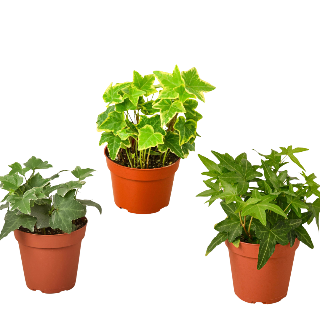 3 Different English Ivy Plants - 4