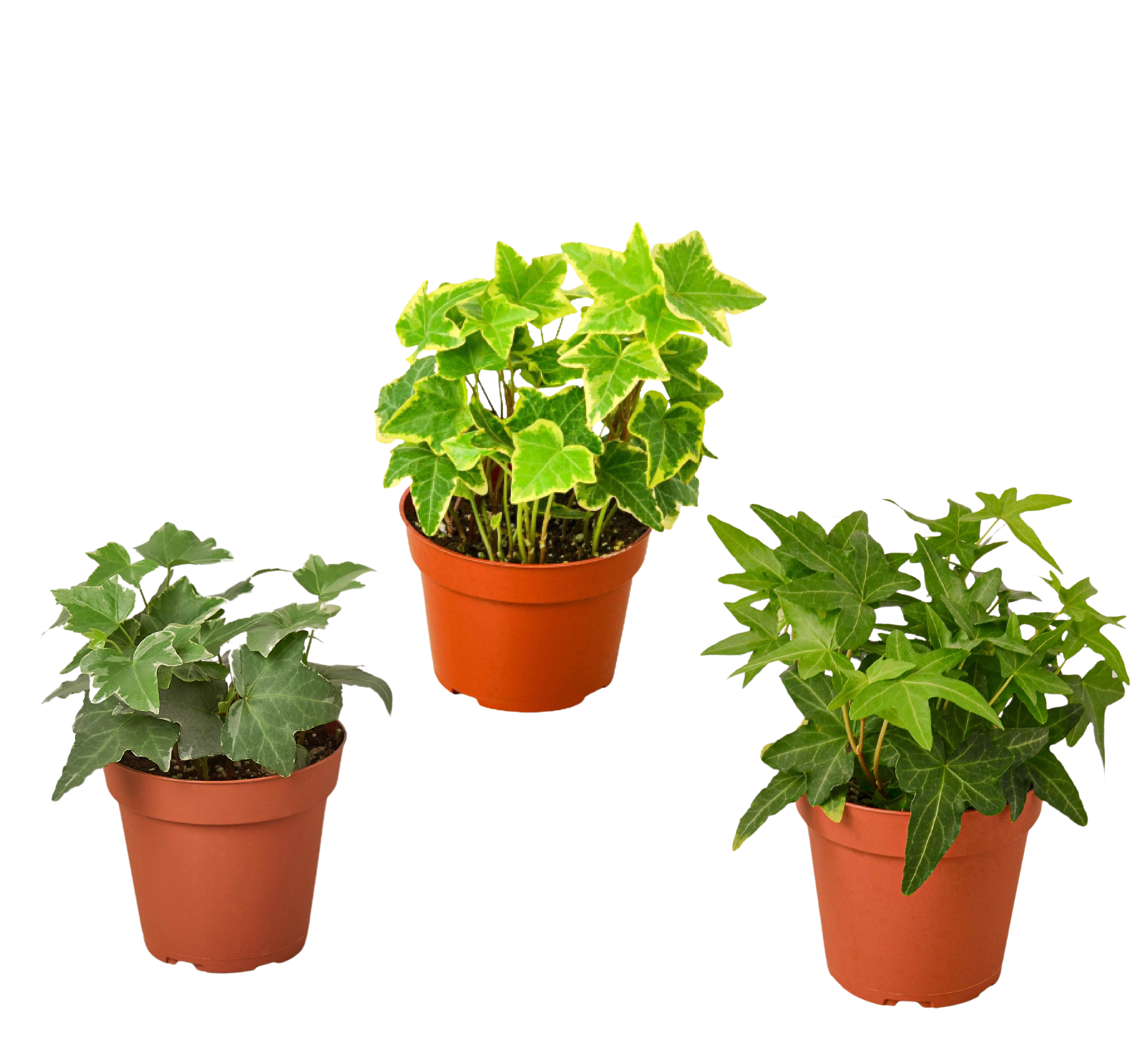 3 Different English Ivy Plants - 4