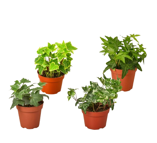 4 Different English Ivy Plants - 4