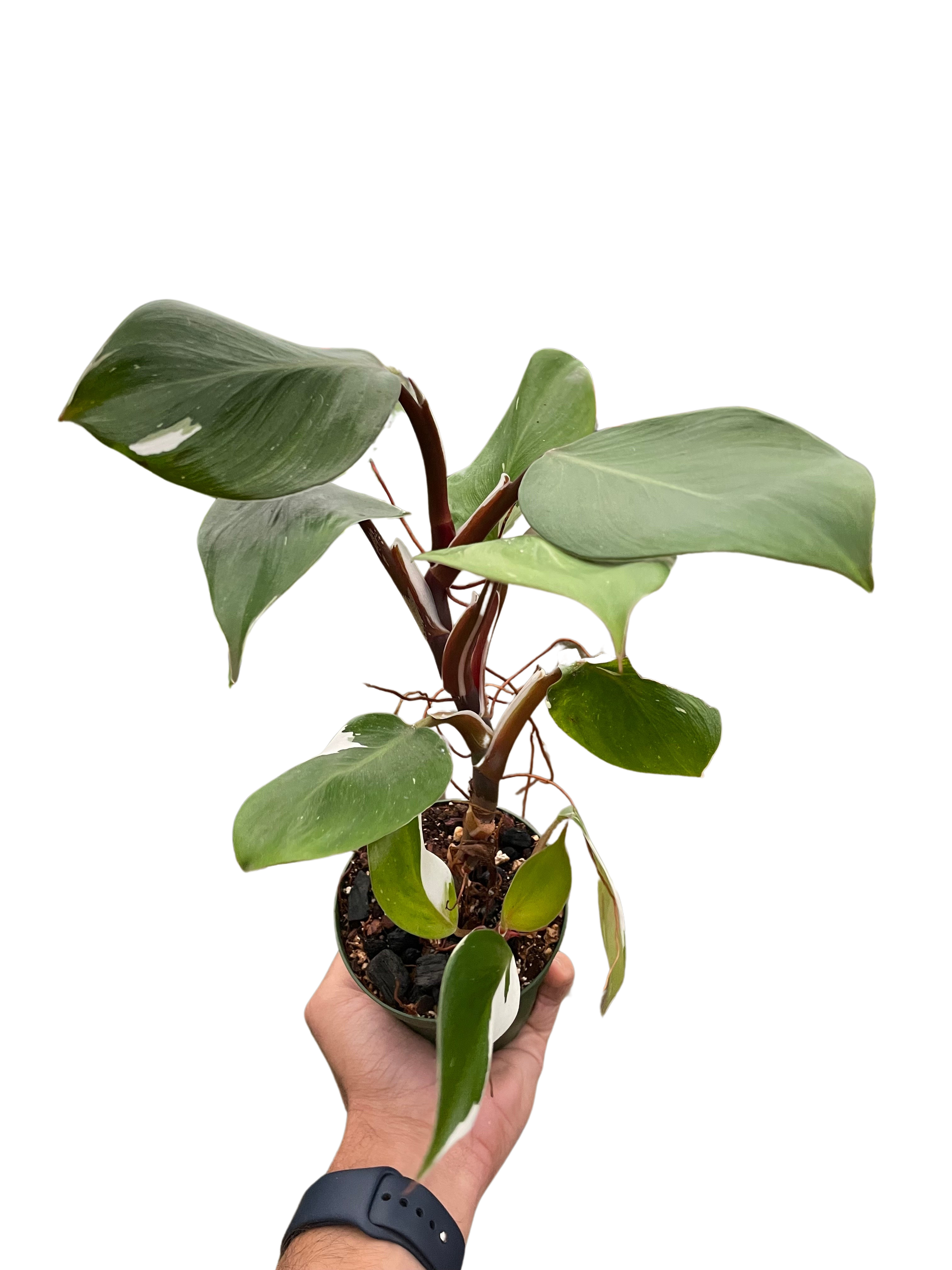 Philodendron 'White Knight'