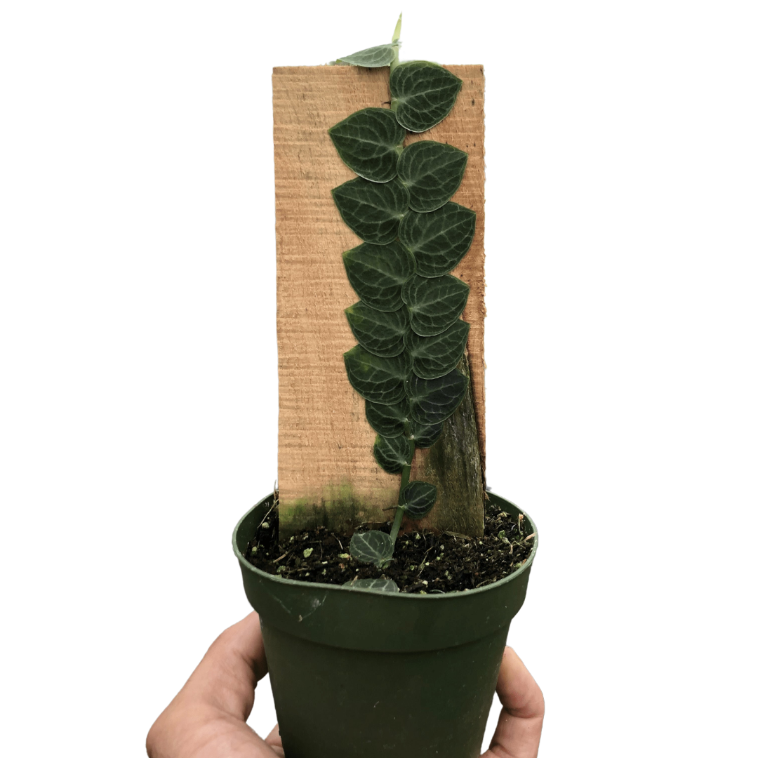 High Care Plants 🌟
