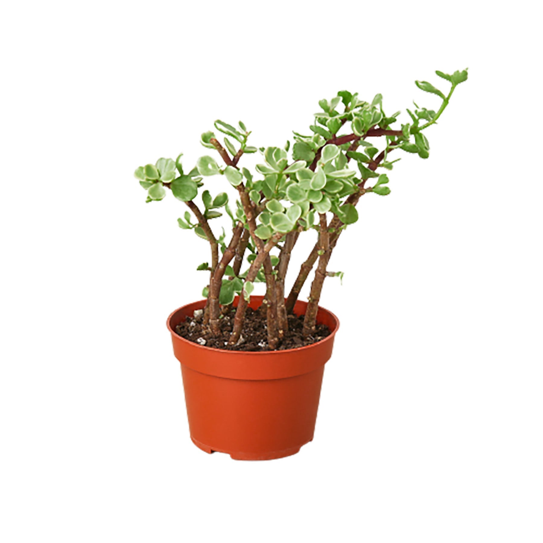 Succulent Portulacaria 'Rainbow Bush' - 4