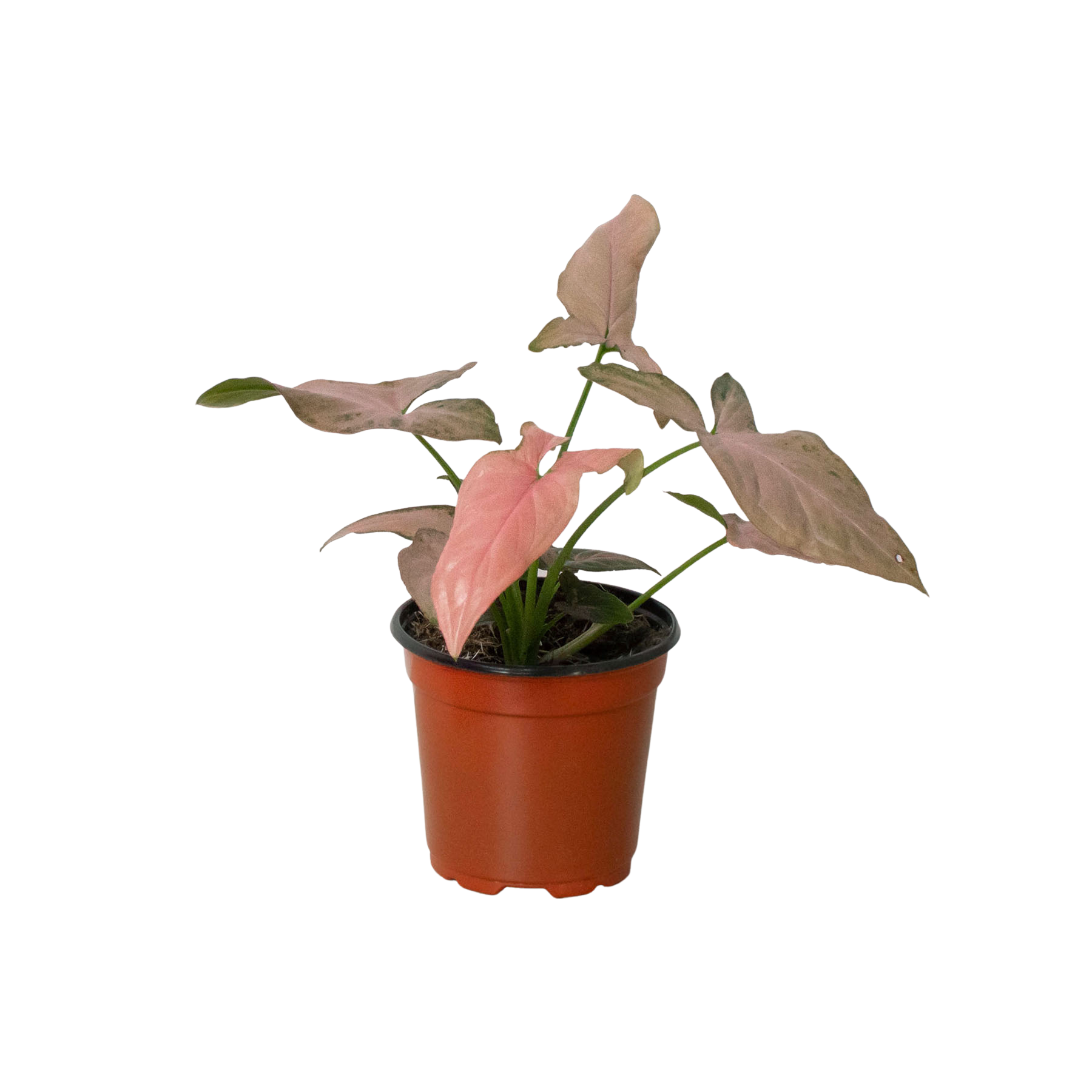 Syngonium 'Pink Splash' - 4