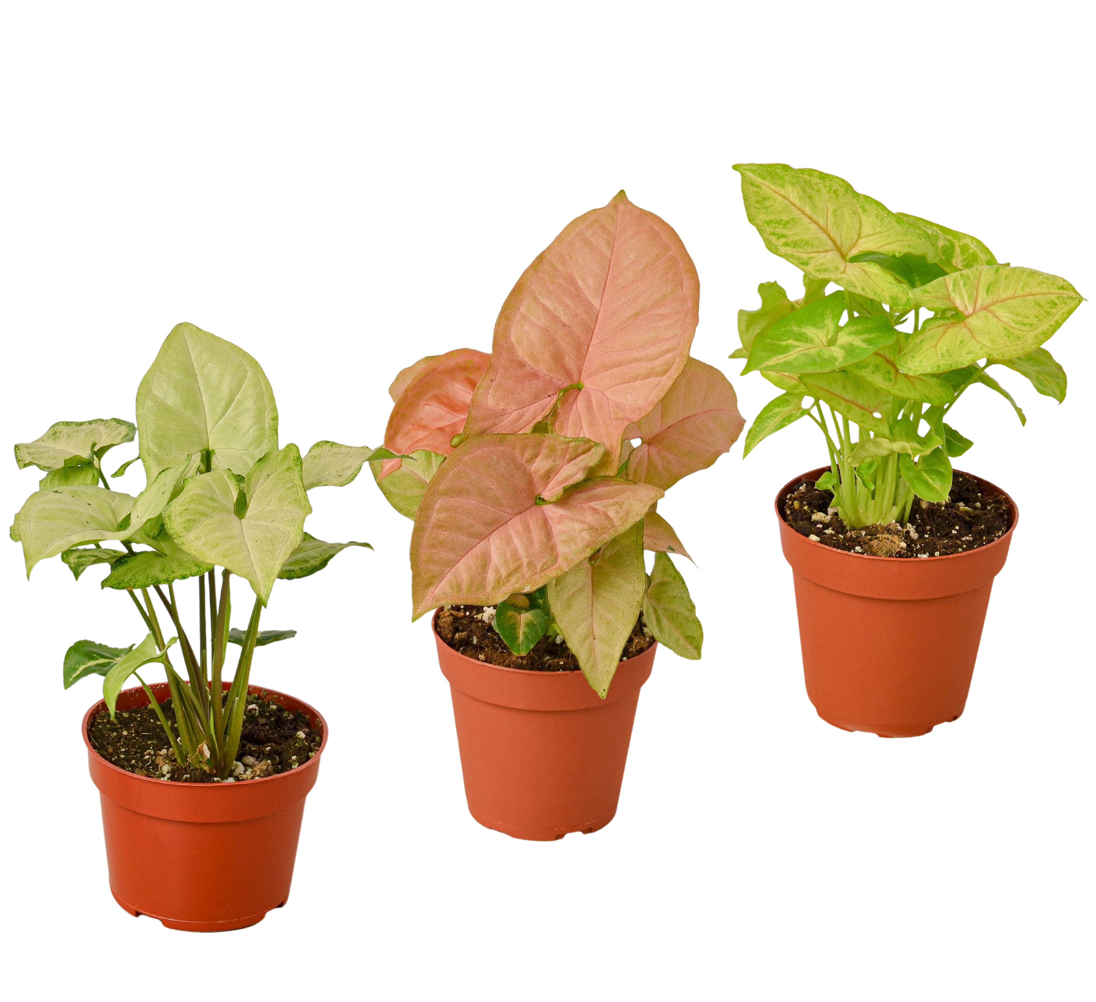 3 Different Syngonium Plants - Arrowhead Plants / 4