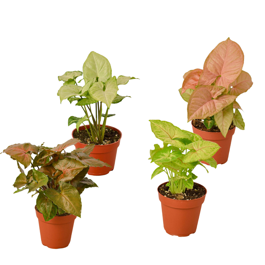 4 Different Syngonium Plants - Arrowhead Plants / 4