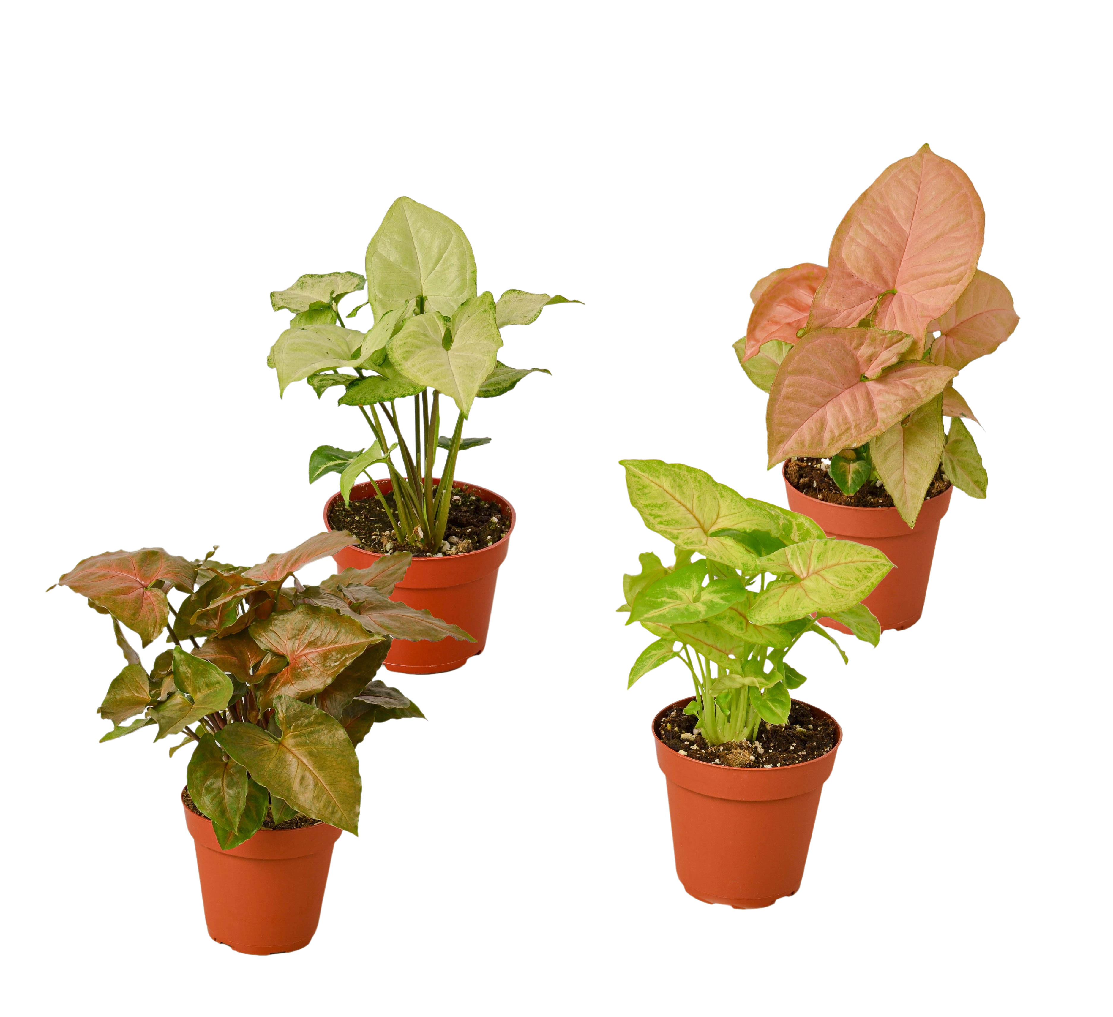 4 Different Syngonium Plants - Arrowhead Plants / 4
