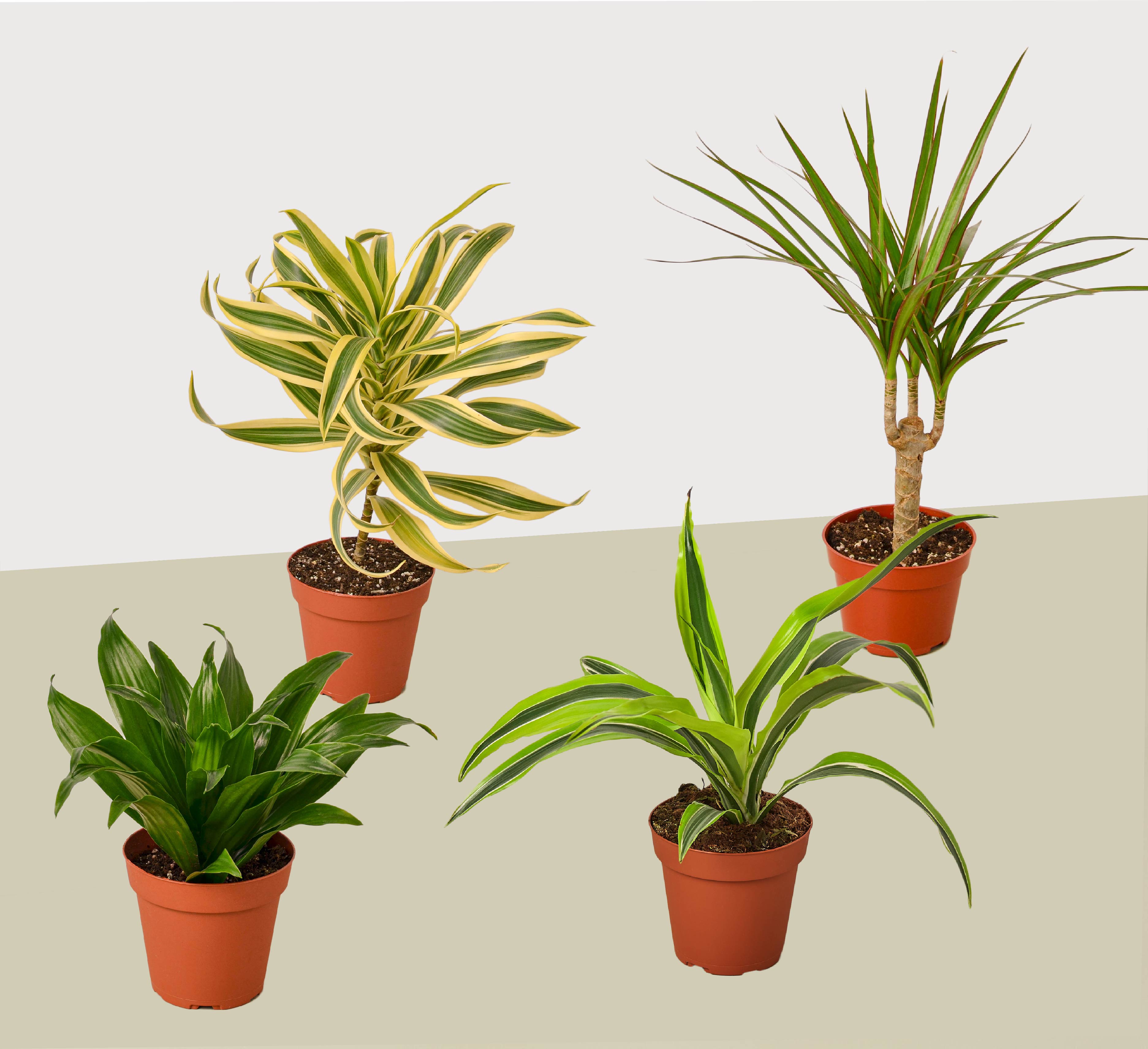 4 Different Dracaenas Variety Pack - Live House Plant - 4