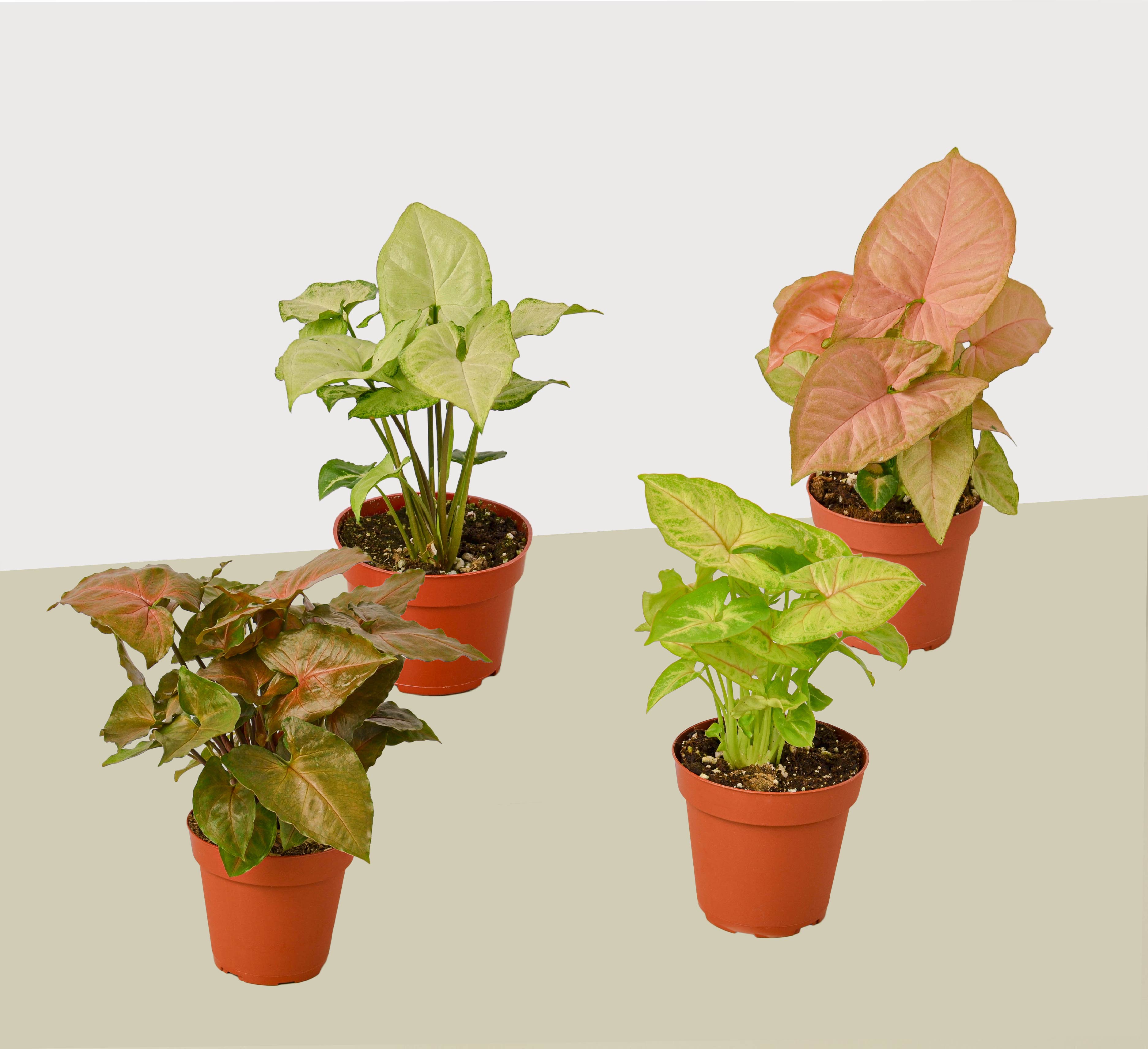 4 Different Syngonium Plants - Arrowhead Plants / 4