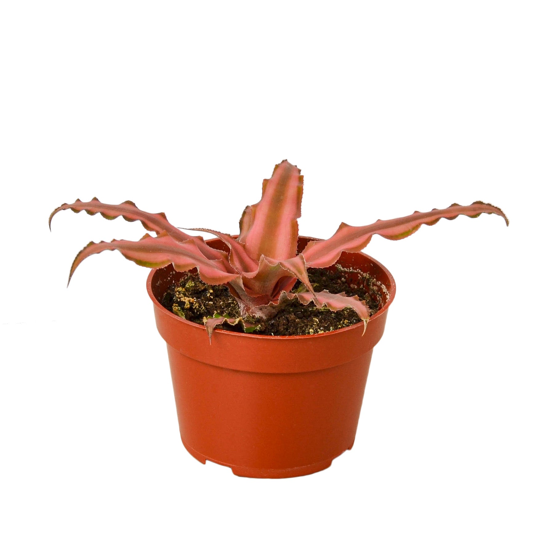 Cryptanthus 'Pink Star' - 4